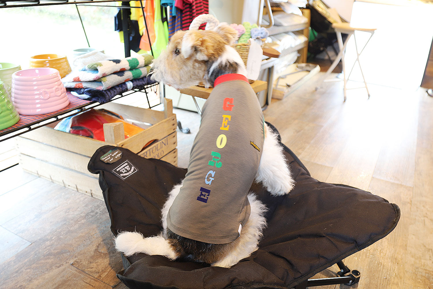 George ジョージ アウトラスト素材 犬用洋服6号 - ペット用品